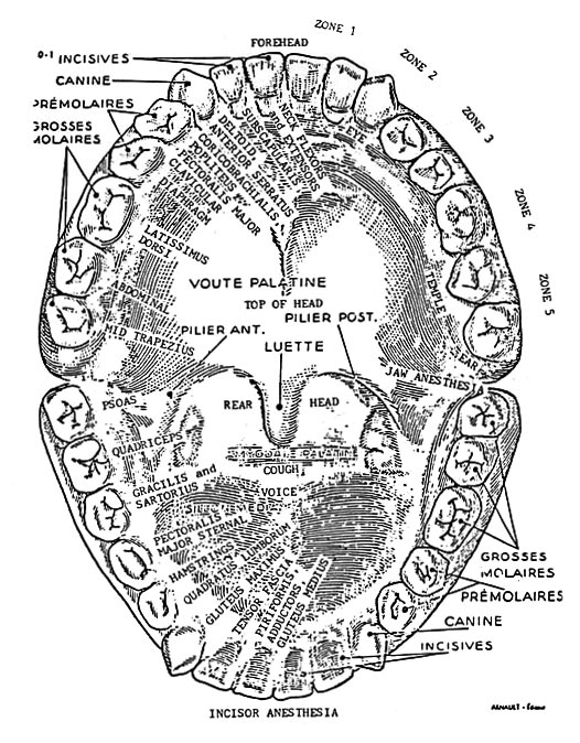 dental reflexology chart